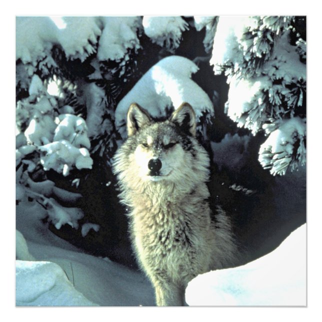 Wolf In Quiet Winter Forest Photo Print (Front)