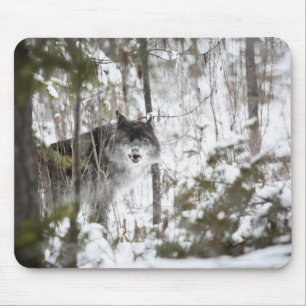 Wolf In The Forest In Winter Mouse Pad