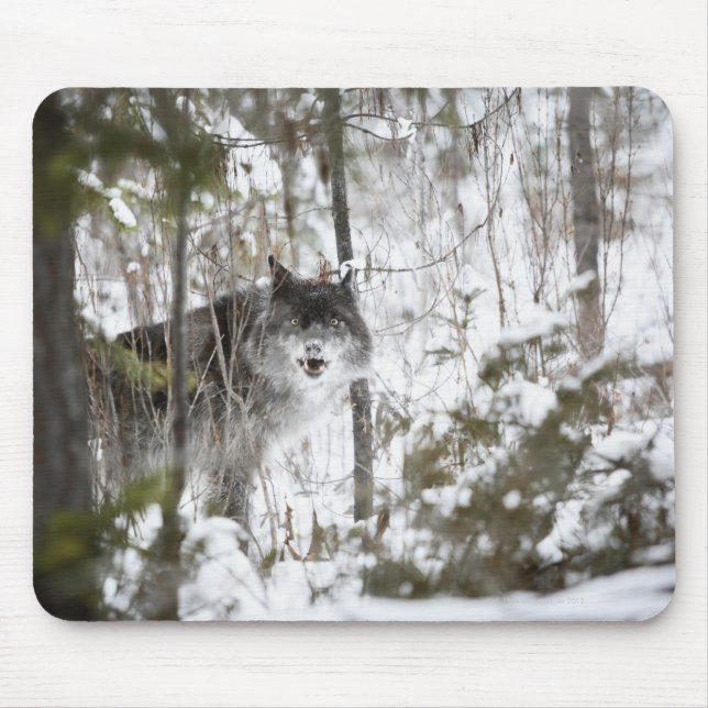 Wolf In The Forest In Winter Mouse Pad (Front)
