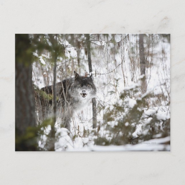 Wolf In The Forest In Winter Postcard (Front)