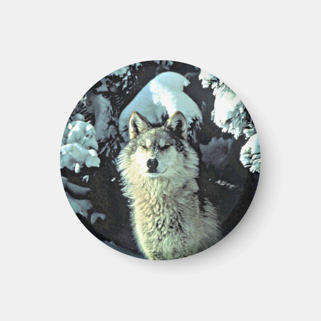 Wolf In The Snow Magnet (Front)