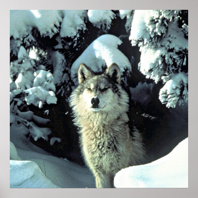 Wolf In The Snow Poster (Front)