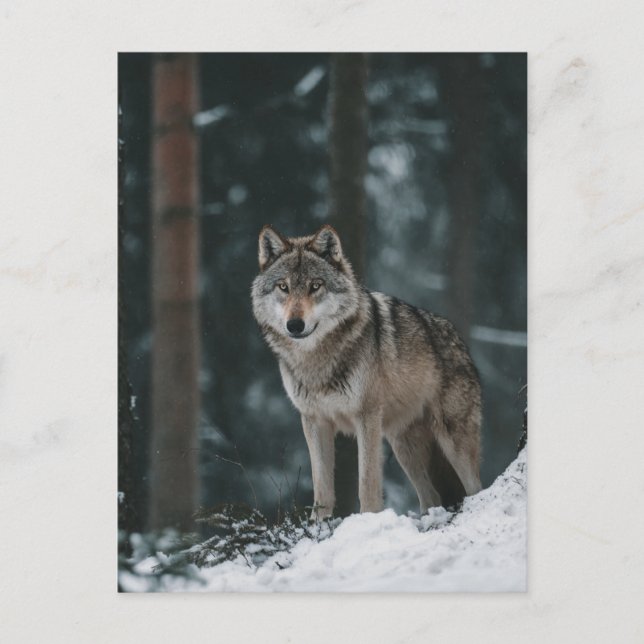 Wolf in Winter Postcard (Front)