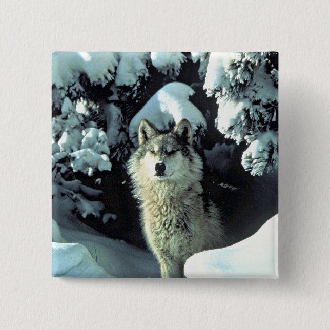 Wolf in Winter Stillness 15 Cm Square Badge (Front)