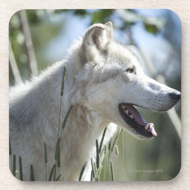 Wolf in Yellowstone 2 Coaster (Front)