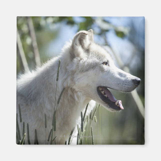 Wolf in Yellowstone 2 Magnet (Front)