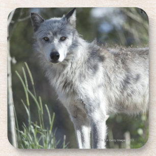 Wolf in Yellowstone Coaster