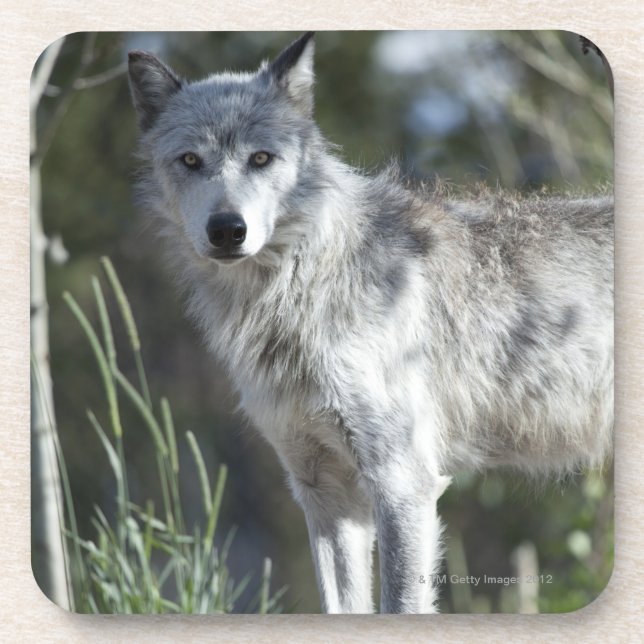 Wolf in Yellowstone Coaster (Front)