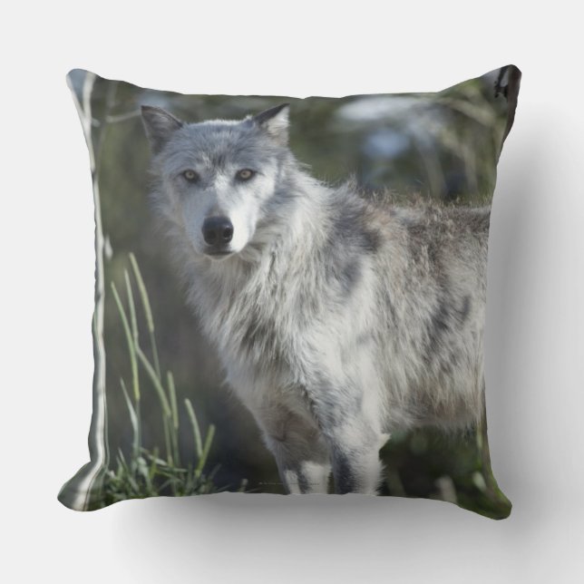 Wolf in Yellowstone Cushion (Front)