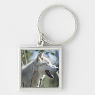 Wolf in Yellowstone. Key Ring
