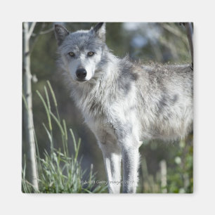 Wolf in Yellowstone Magnet