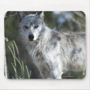 Wolf in Yellowstone Mouse Pad