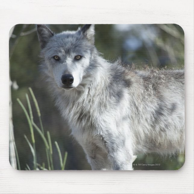 Wolf in Yellowstone Mouse Pad (Front)