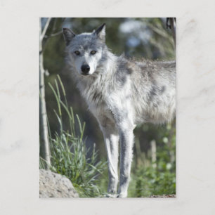 Wolf in Yellowstone Postcard