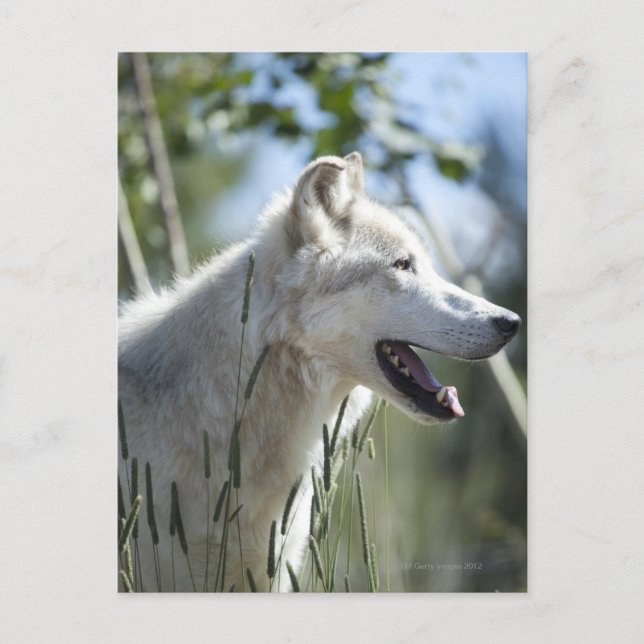 Wolf in Yellowstone. Postcard (Front)