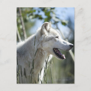Wolf in Yellowstone. Postcard