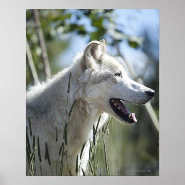 Wolf in Yellowstone. Poster (Front)