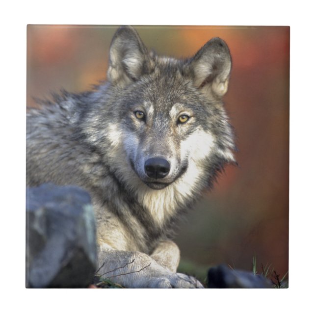 Wolf Lovers Art Ceramic Tile (Front)