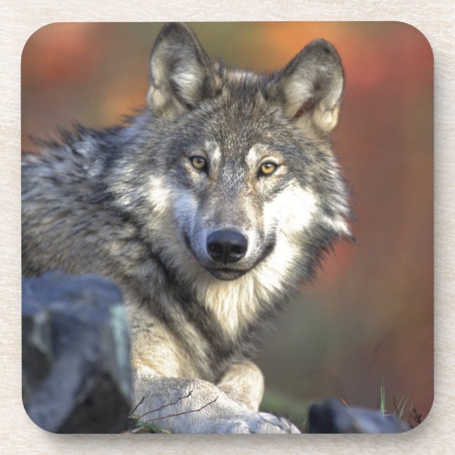 Wolf Lovers Art Coaster (Front)