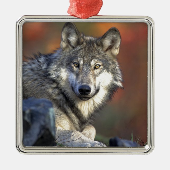 Wolf Lovers Art Metal Ornament (Front)