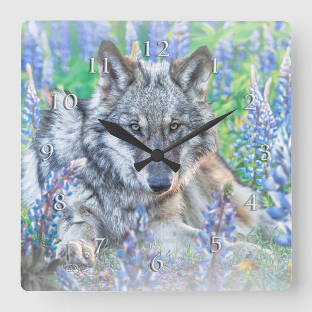 WOLF LUPINE FLOWERS SPRINGTIME SQUARE WALL CLOCK (Front)