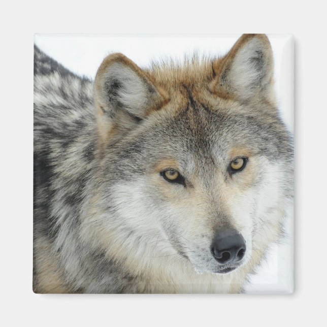 Wolf Magnet (Front)