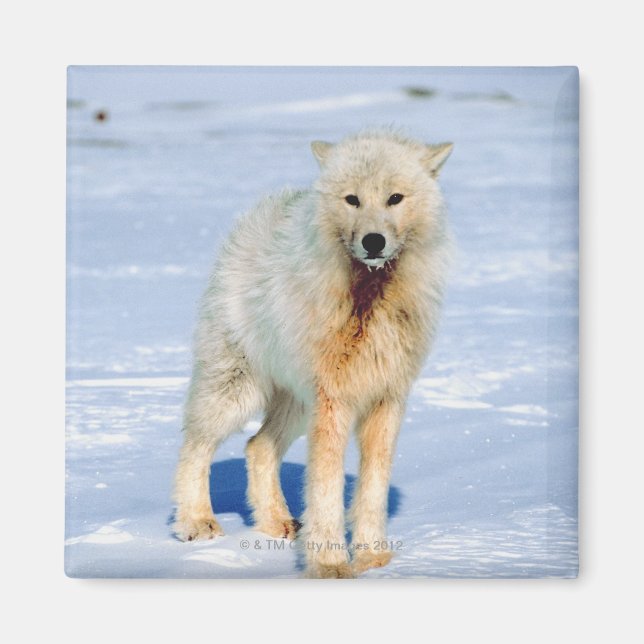 Wolf Magnet (Front)