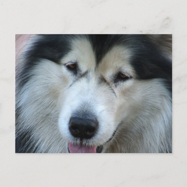 Wolf Malamute Picture Postcard (Front)