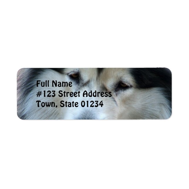 Wolf Malamute Return Address Label (Front)