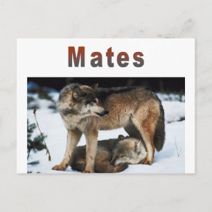 Wolf Mates Line Postcard