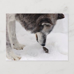 Wolf Meets Mouse Postcard