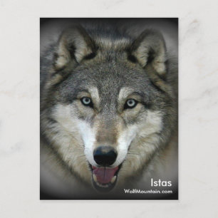 Wolf Mountain Sanctuary - Istas Post Card