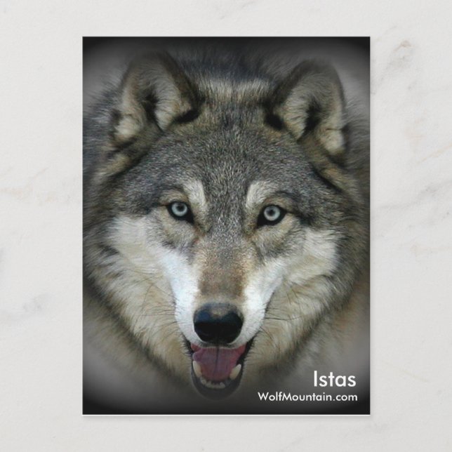 Wolf Mountain Sanctuary - Istas Post Card (Front)