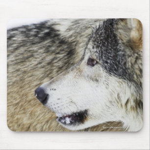 Wolf Mouse Pad