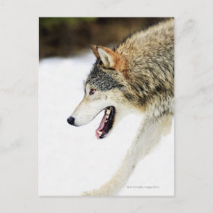 Wolf on the prowl postcard