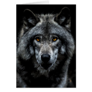 Wolf Orange Eyes Wild Animal Nature