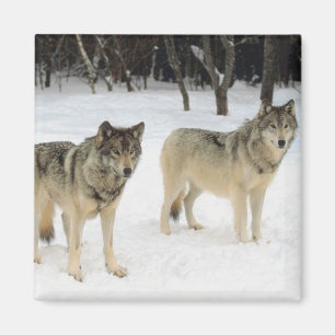 Wolf Pack Magnet