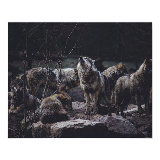 Wolf Pack Poster (Front)
