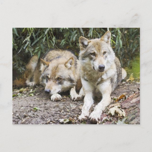Wolf Pair Resting in the Woods Wildlife Postcard (Front)