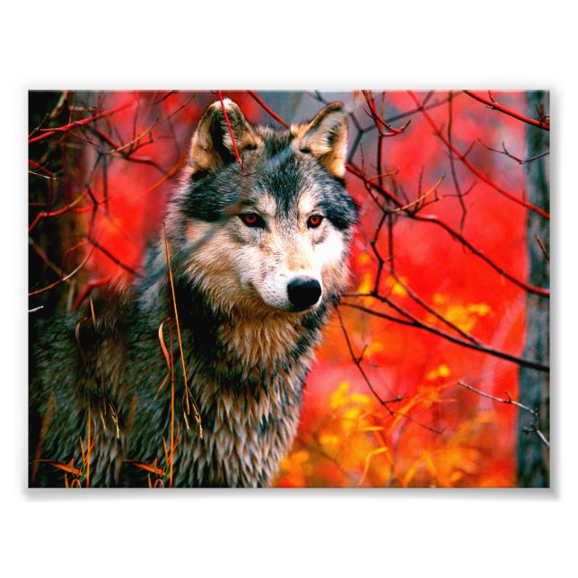Wolf peeking through leaves in a forest photo print (Front)