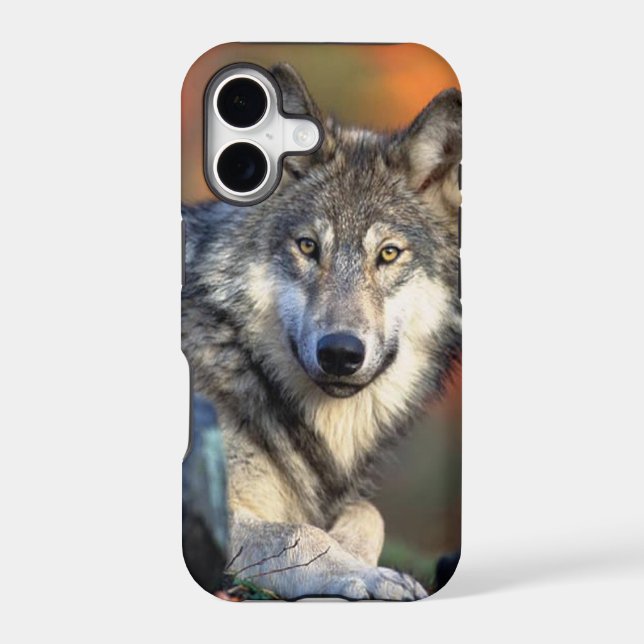Wolf Photograph (Back)