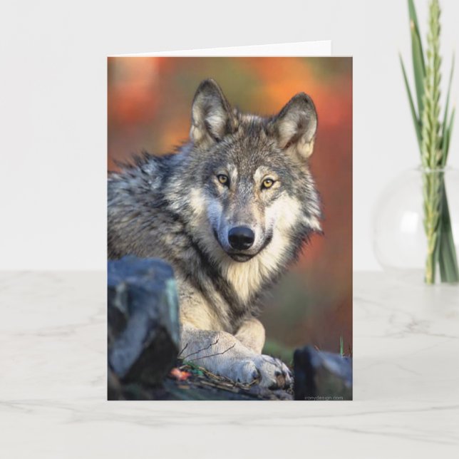 Wolf Photograph Card (Front)