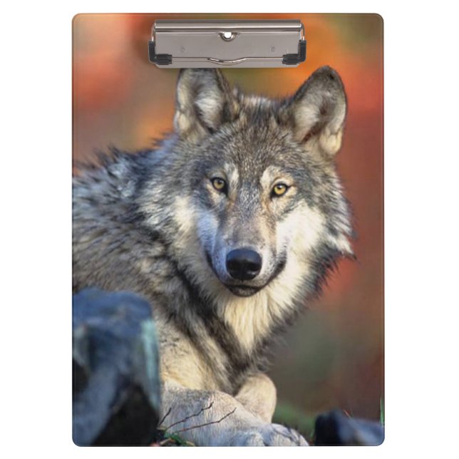 Wolf Photograph Clipboard (Front)