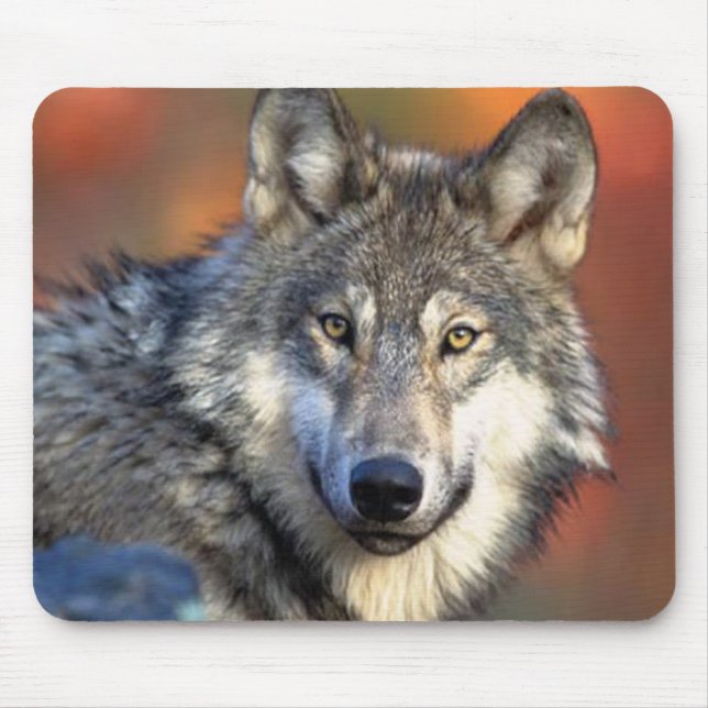 Wolf Photograph Mouse Pad (Front)