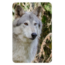 Wolf Portrait
