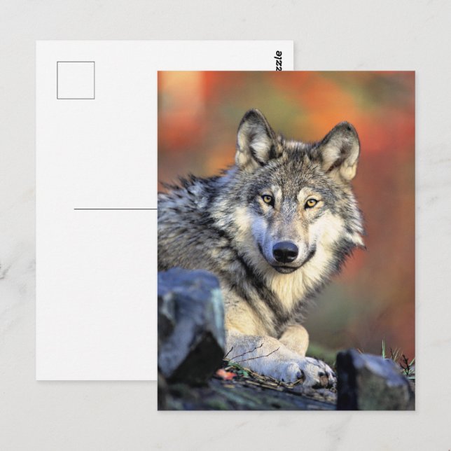 Wolf Portrait Postcard (Front/Back)