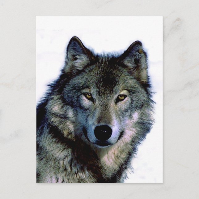 Wolf Portrait Postcard (Front)