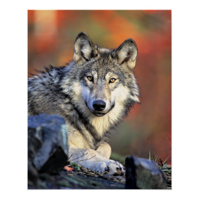 Wolf Portrait Poster (Front)
