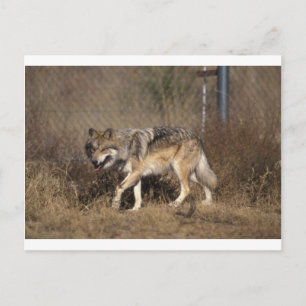 Wolf  postcard
