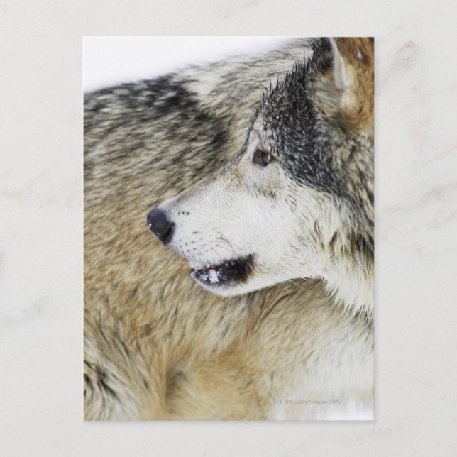 Wolf Postcard (Front)
